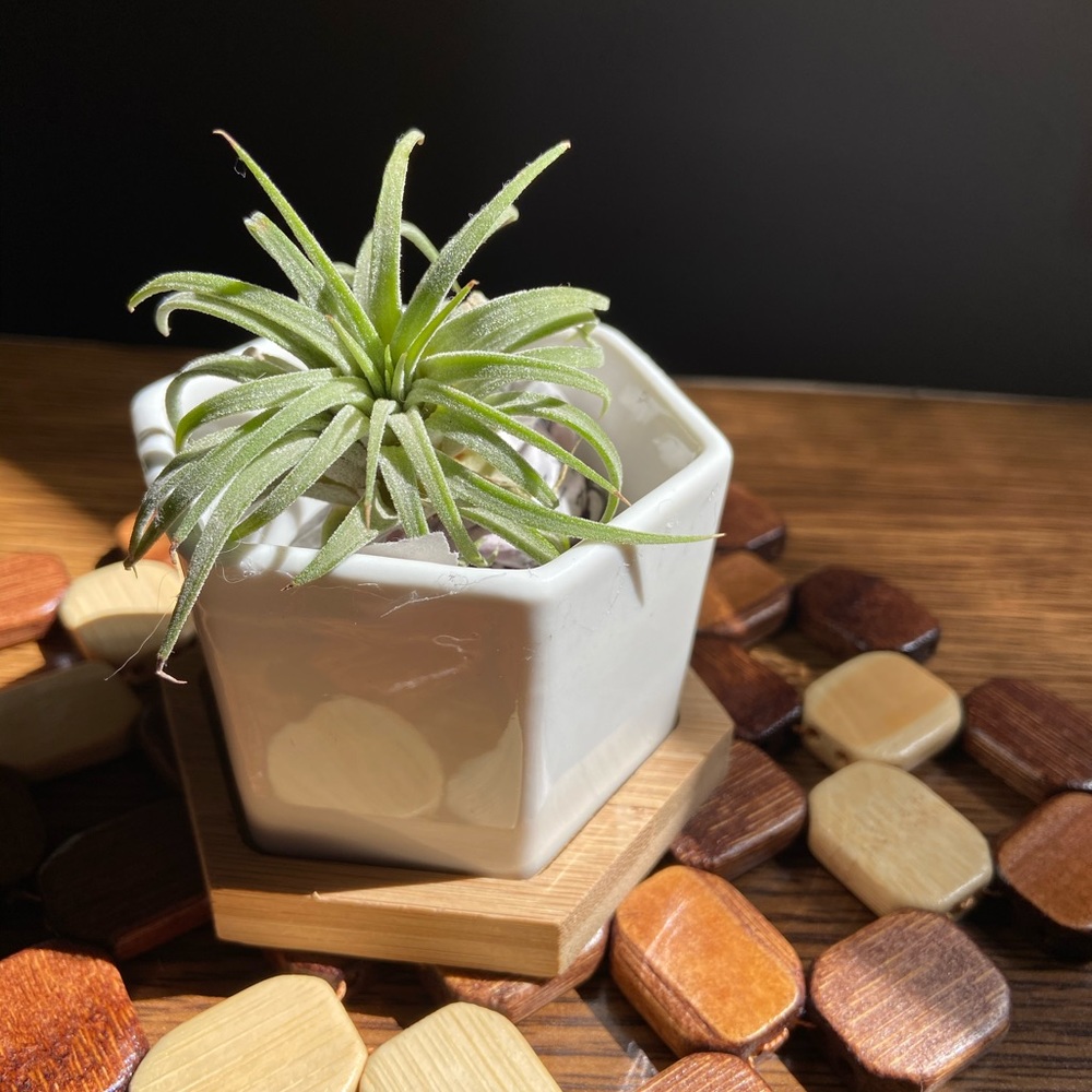 Vintage White ceramic planters